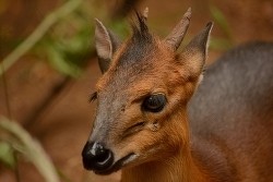 Red-flanked Duiker - Encyclopedia of Life