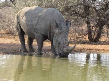 Big 5 Hunting in Africa